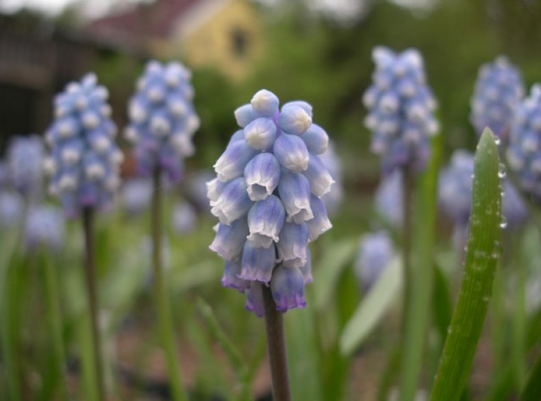 Muscari pallens Nikita