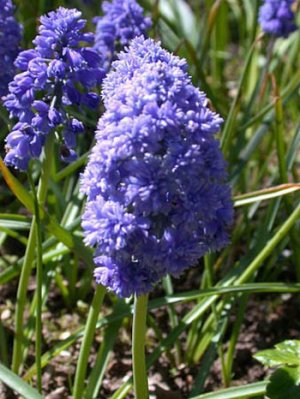 Muscari armeniacum Blue Spike