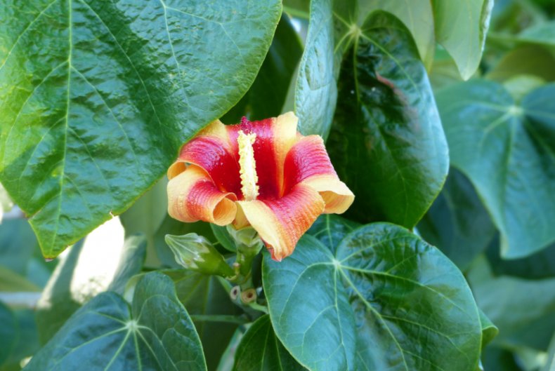 Hibiscus elatus