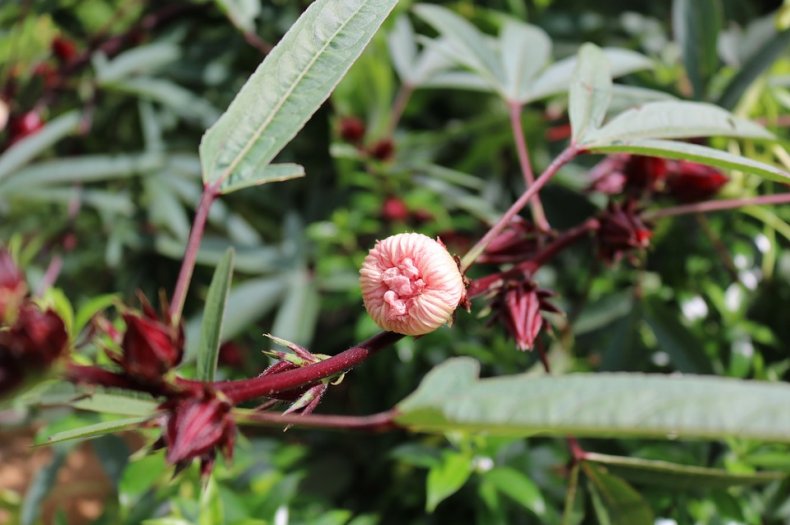 Hibiscus sabdariffa