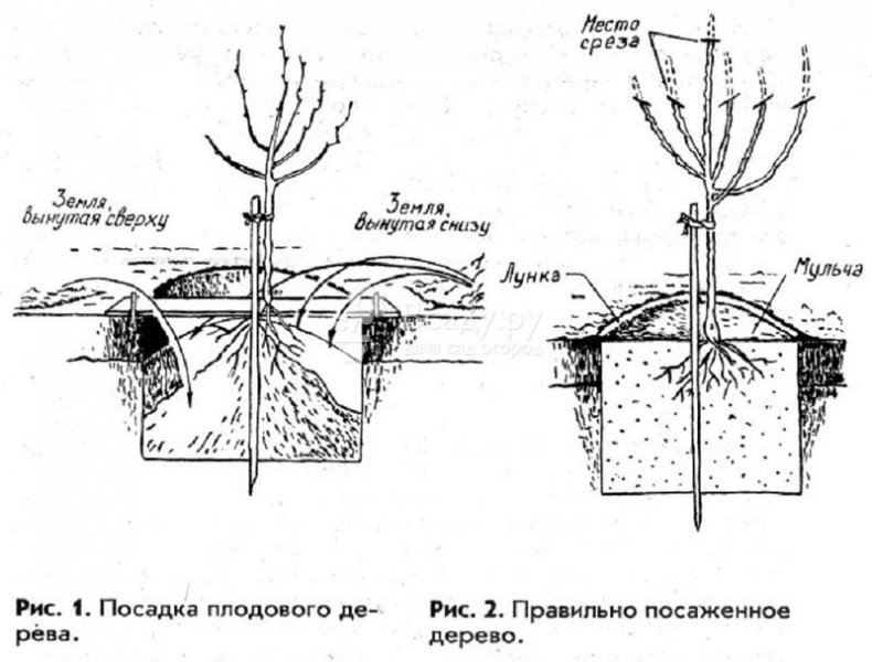 Схема посадки саженца