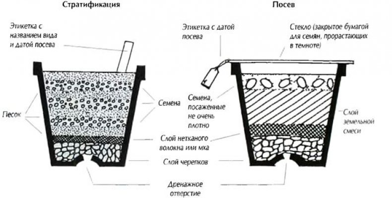 Рисунок