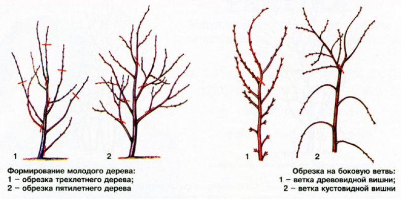 Обрезка