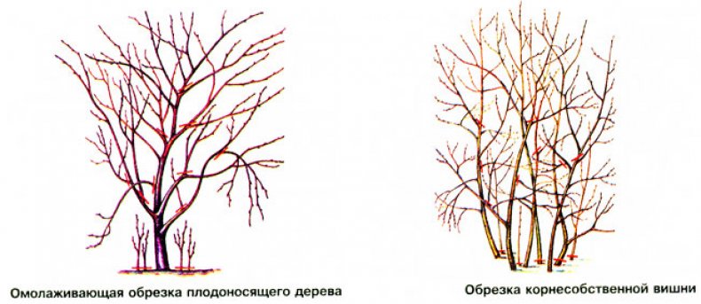 Обрезка