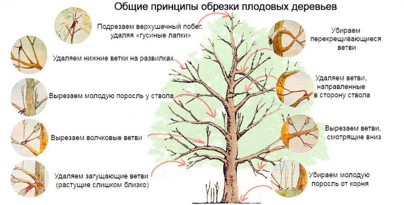 Обрезка