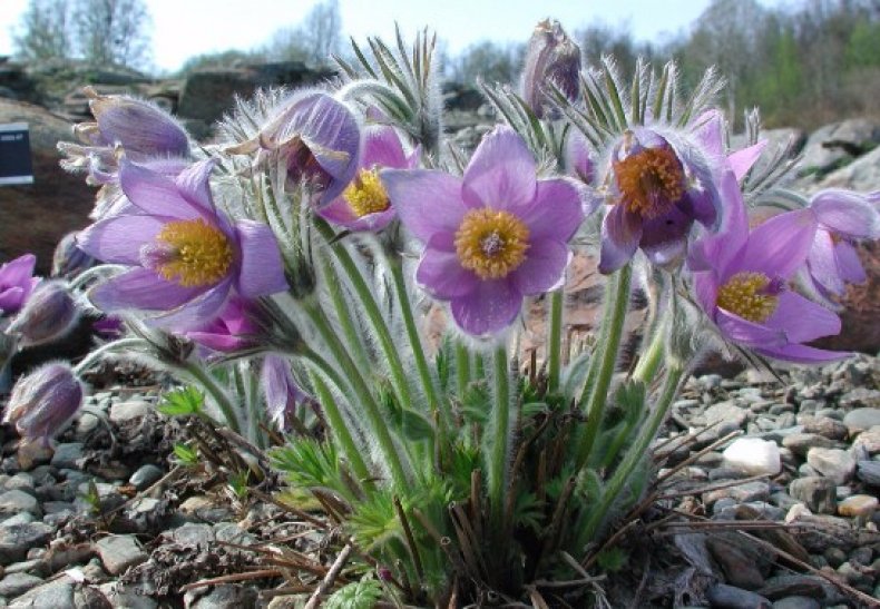 Pulsatilla Halleri