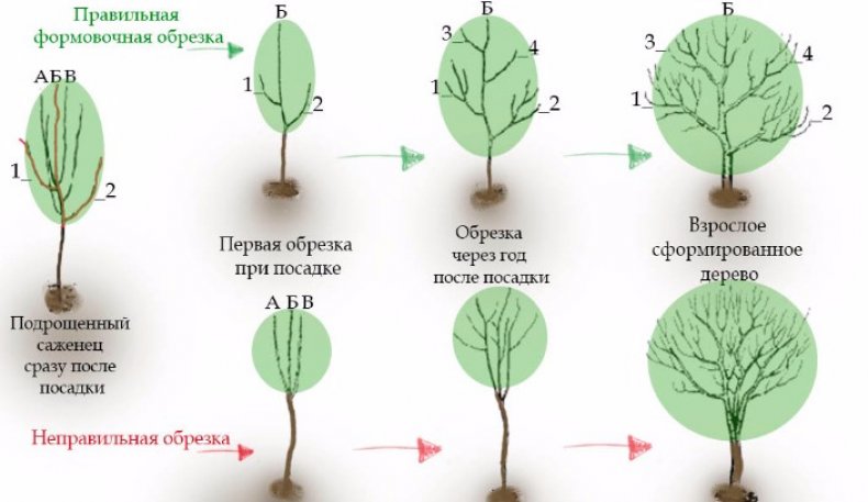 Правильная обрезка