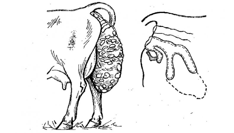 Выпадение матки у коровы