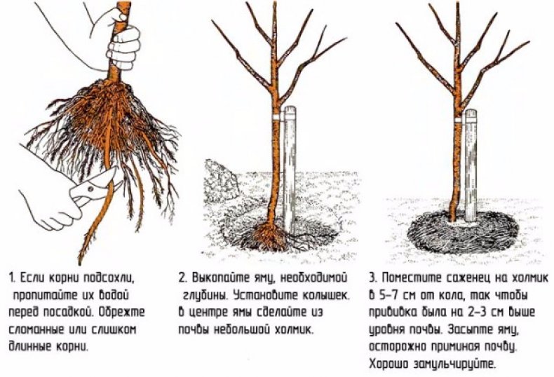 Посадка яблони