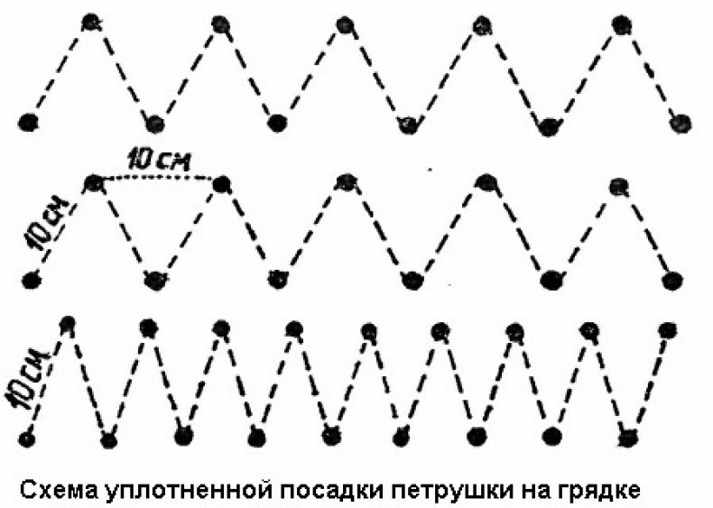 Схема посадки петрушки