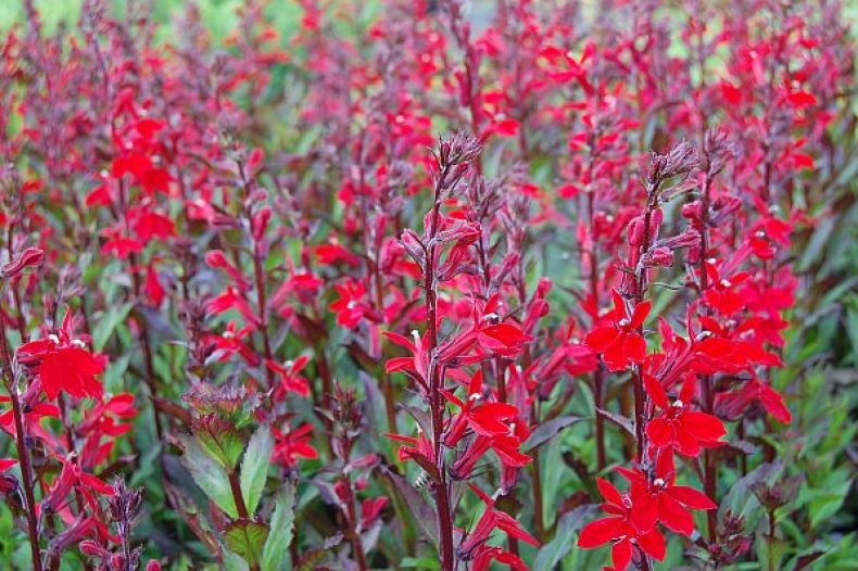 Лобелия кардинальская или пурпурная(Lobelia cardinalis)