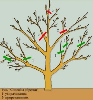 Укорачивание и прореживание кроны