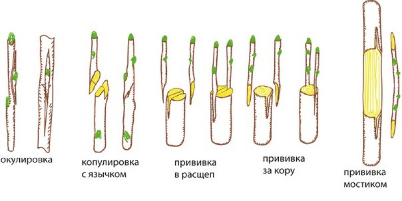 Прививка