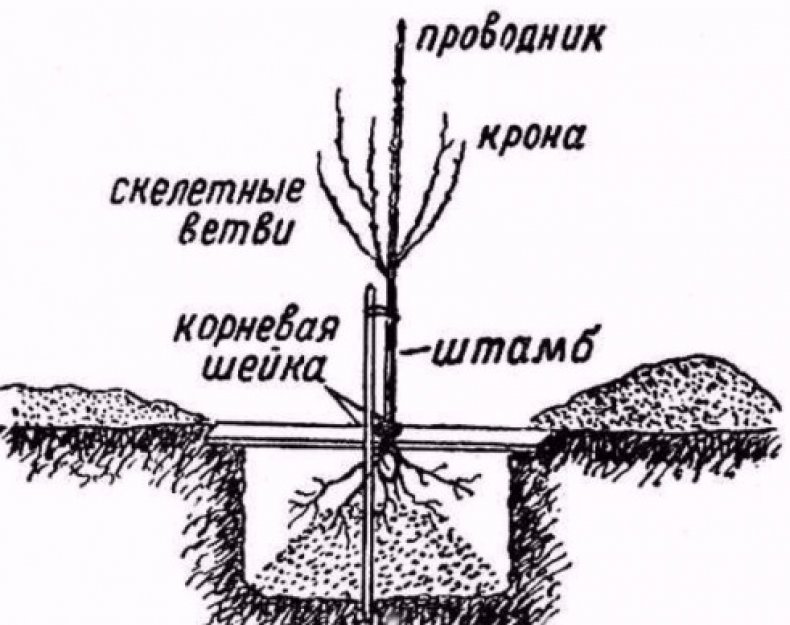 Посадка саженца