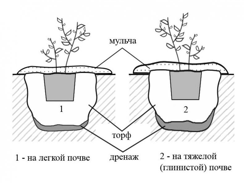 Мульчирование голубики