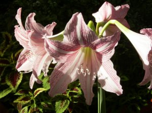 Hippeastrum reticulatum var. striatifolium