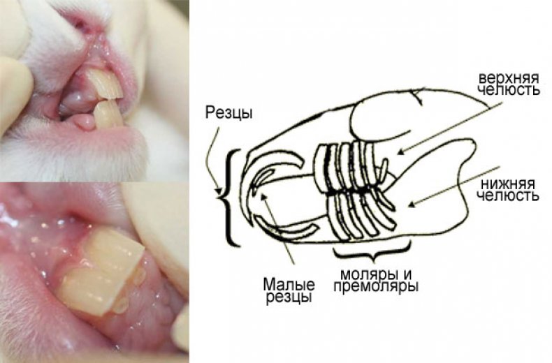 Построение челюсти зубов у кролика