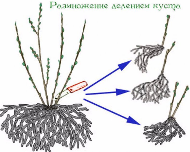 Размножение делением куста