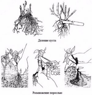 Размножение делением куста