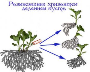 Делением куста