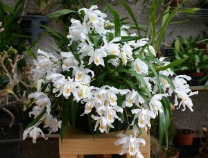 Coelogyne cristata