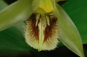 Coelogyne fimbriata