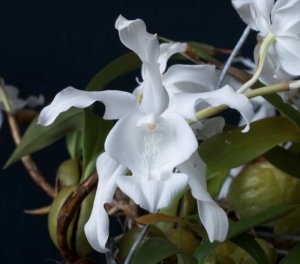 Coelogyne cristata alba