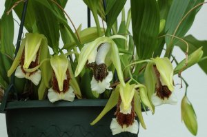 Coelogyne speciosa