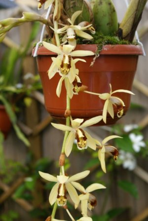 Coelogyne massangeana