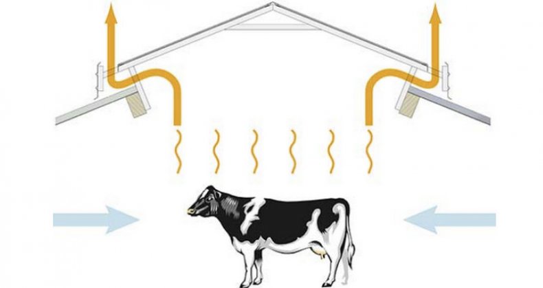Схема вентиляции в коровнике