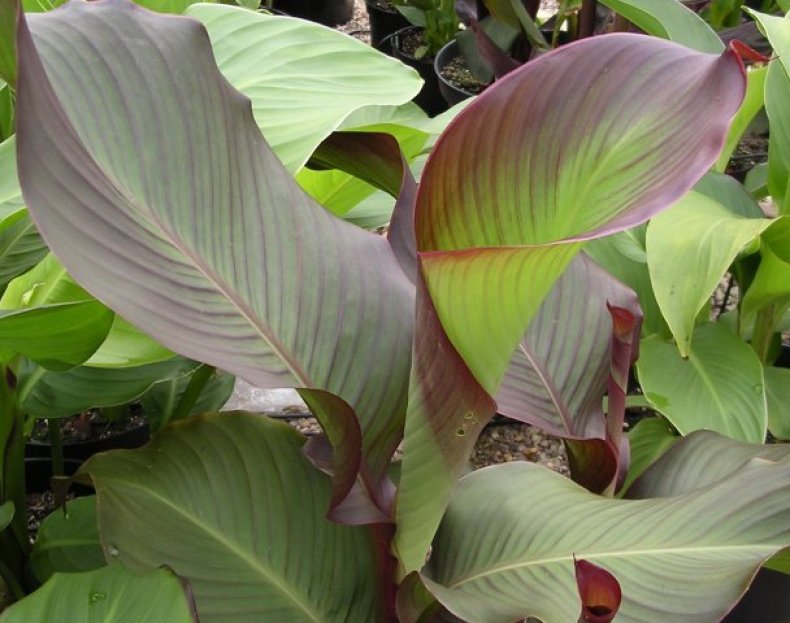 Канна дисколор (Canna discolor)