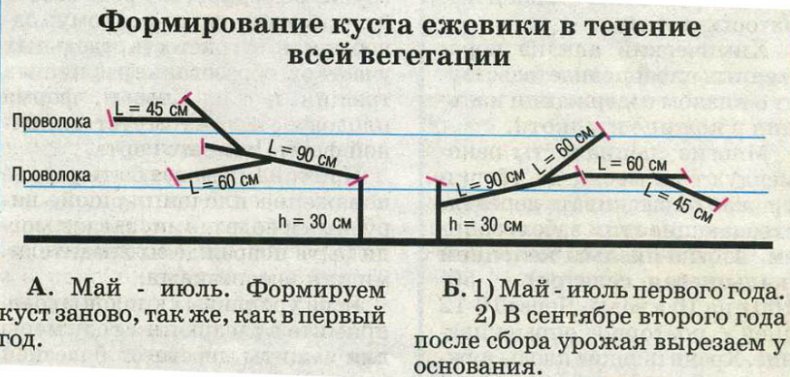 Обрезка