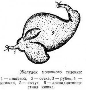 Желудок молочного телёнка