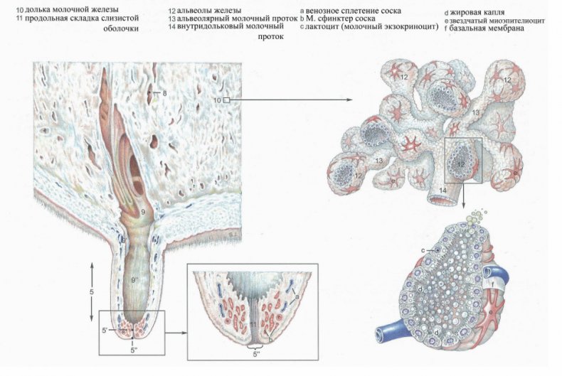 Строение молочной железы и соска