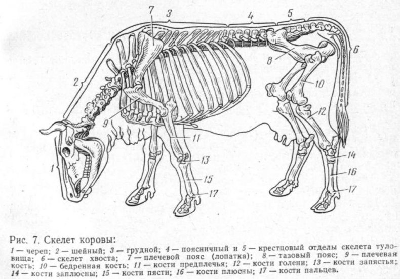 Скелет коровы