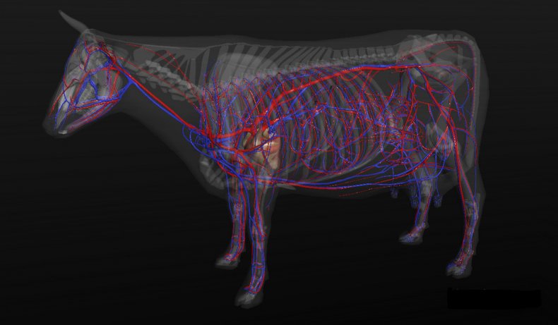Сердечно-сосудистая система коровы