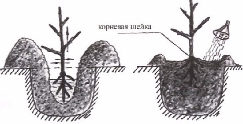 Посадка абрикоса