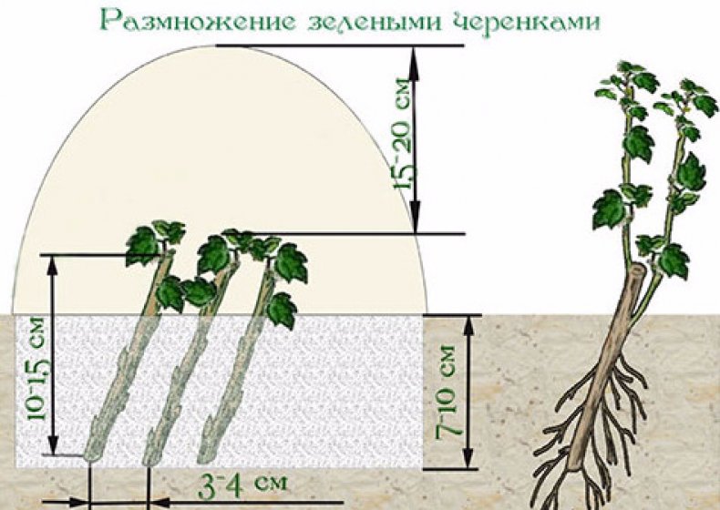 Черенкование кизила