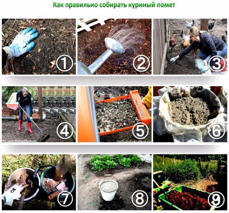 Как собирать куриный помет