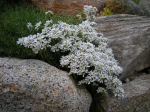 Иберис скалистый