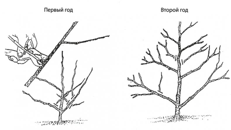 Обрезка