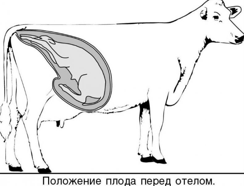 Положение плода