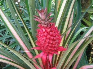 Ananas bracteatus