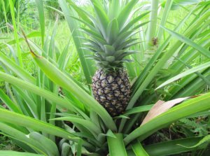 Ananas comosus