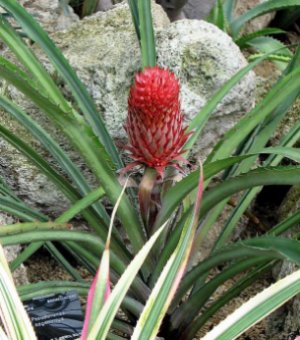 Ananas sagenaria