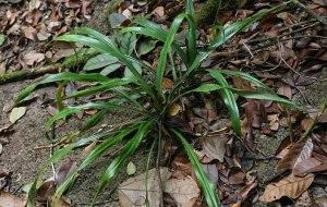 Ananas parguazensis