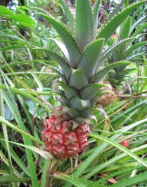 Ananas ananassoides