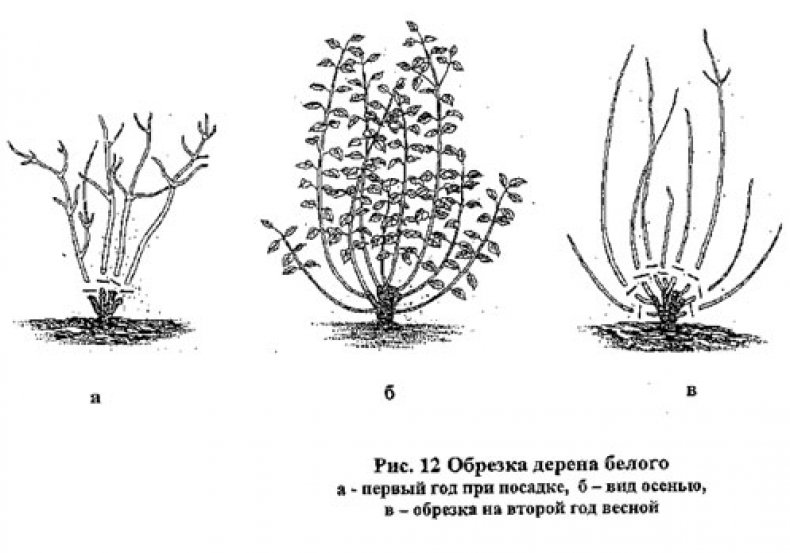 Обрезка