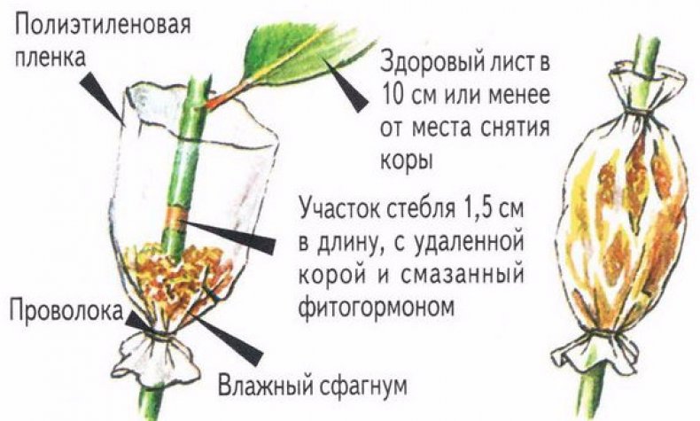 Размножение драцены воздушными отводками