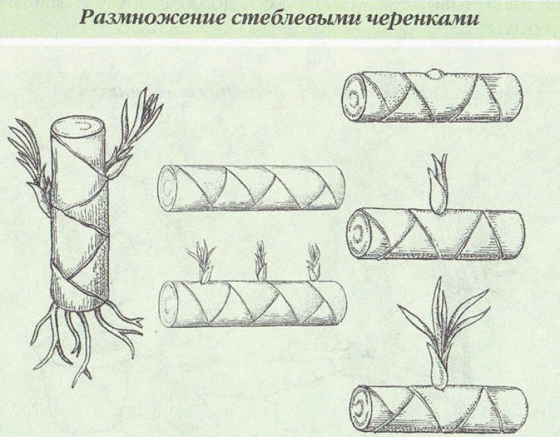 Размножение стеблевыми черенками